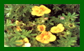 Potentilla Mango Tango c