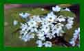 Prunus Avium {Common Cherry} t