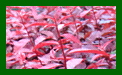 Prunus Cerasifera Spring Glow c