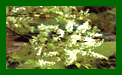 Prunus Padus {Bird Cherry} t