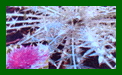 Ptilostemon Diacantha c