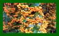 Pyracantha Selecta Orange c