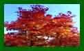 Quercus Rubra t
