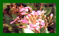 Raphiolepsis Delacourii Spring Time c