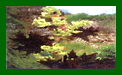 Rheum Palmatum Tanguticum c