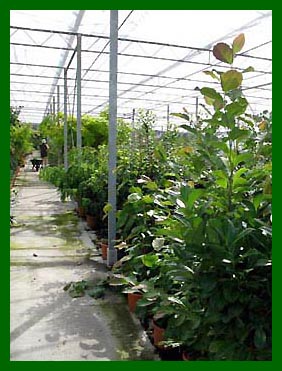 Robinia Frisia,Robinia Twisy Baby,Prunus Etna etc