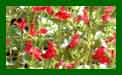 Salvia Microphyllus Hot Lips c