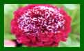 Scabiosa Barocca c