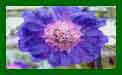 Scabiosa Perfecta Blue c