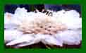 Scabiosa Perfecta White c