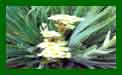 Sisyrinchium Aunt May c