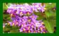 Solanum Glasnevin c