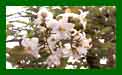 Solanum Jasminodies Album c