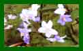 Solanum Jasminoides Blue Ice c