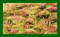 Sorbaria Sorbifolia Sem c