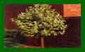 Sorbus Aria Gigantea t1