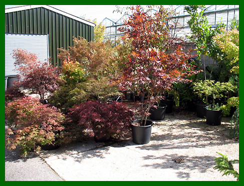 Specimen Acers and Cornus