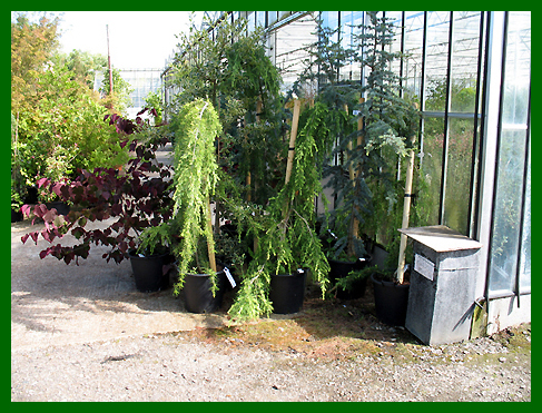 Specimen Cedars and Cercis Forest Pansy