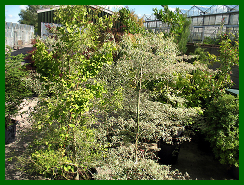 Specimen Cornus alternifolia argenteo-marginata and Ginkgo