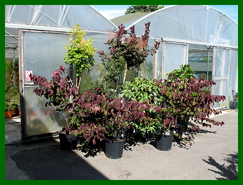 Specimens of standard Cotinus and Cercis Forest Pansy