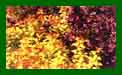 Spiraea Gold Flame c