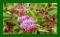 Spiraea Shirobana c