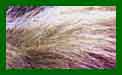Stipa Tennuissima Pont Tails c