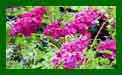 Syringa Vulgaris Charles Joly c