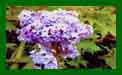 Syringa Vulgaris Katherine Havemeyer c