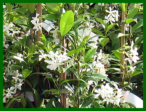 TRACHELOSPERMUM JASMINOIDES2