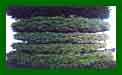 Taxus Baccata c