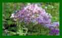 Thalictrum Hewitts Double c