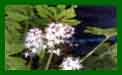 Tiarella Iron Butterfly