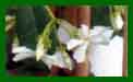 Trachlospermum Jasminoides c