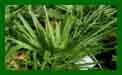 Trachycarpus Fortunei c