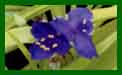 Tradescantia Blue n Gold c