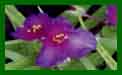Tradescantia Satin Doll c