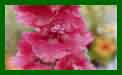 Verbascum Cherry Helen c