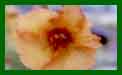 Verbascum Sierra Sunset c