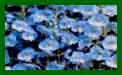 Veronica Blue Streak c