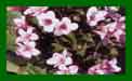 Weigela Florida Pink Poppet c