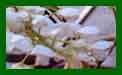 Wisteria Venusta c