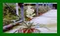 Yucca Bright Edge c