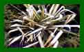 Yucca Golden Sword c