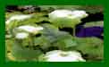 Zantedeschia Green Goddess c
