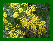 acacia baileyana purpurea