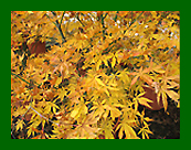 acer fior arachio