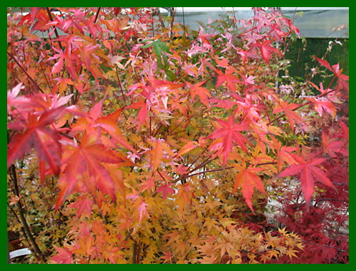 acer orindo nishiki