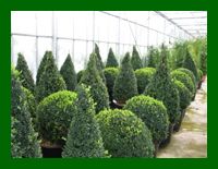 buxus shapes