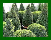 buxus shapes